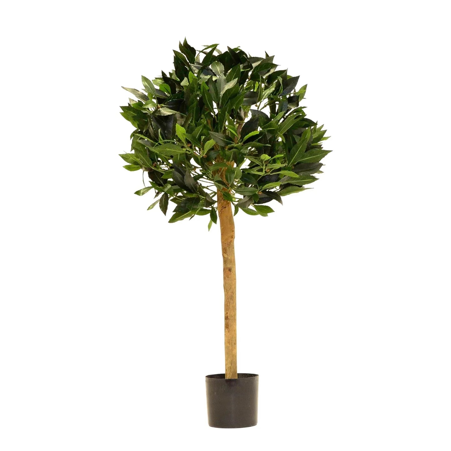 Green Bay Ball Potted Tree (2.5ft)