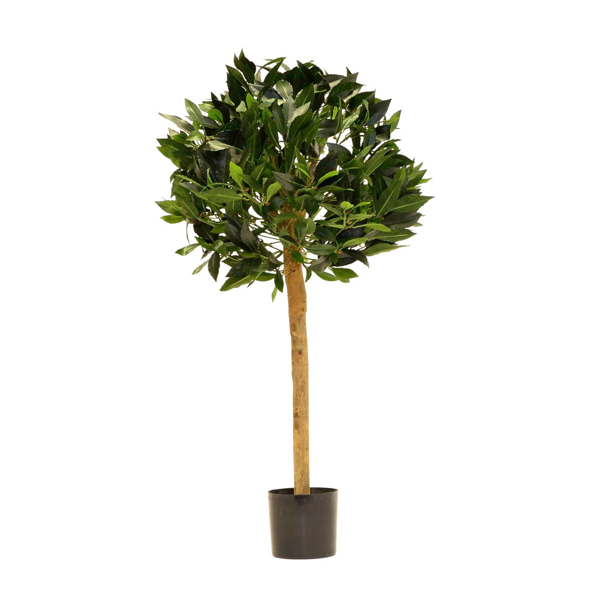 Discover the Green Bay Ball Potted Tree (2.5ft) at Bristow Direct