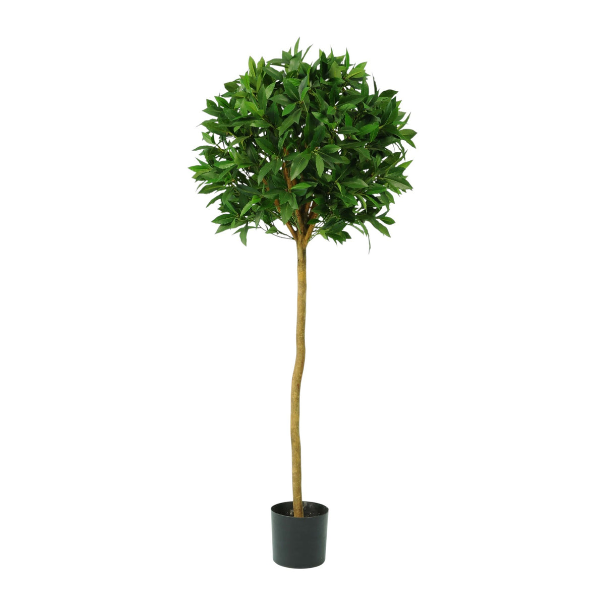 Discover the Green Sweet Bay Ball Potted Tree (4ft) at Bristow Direct