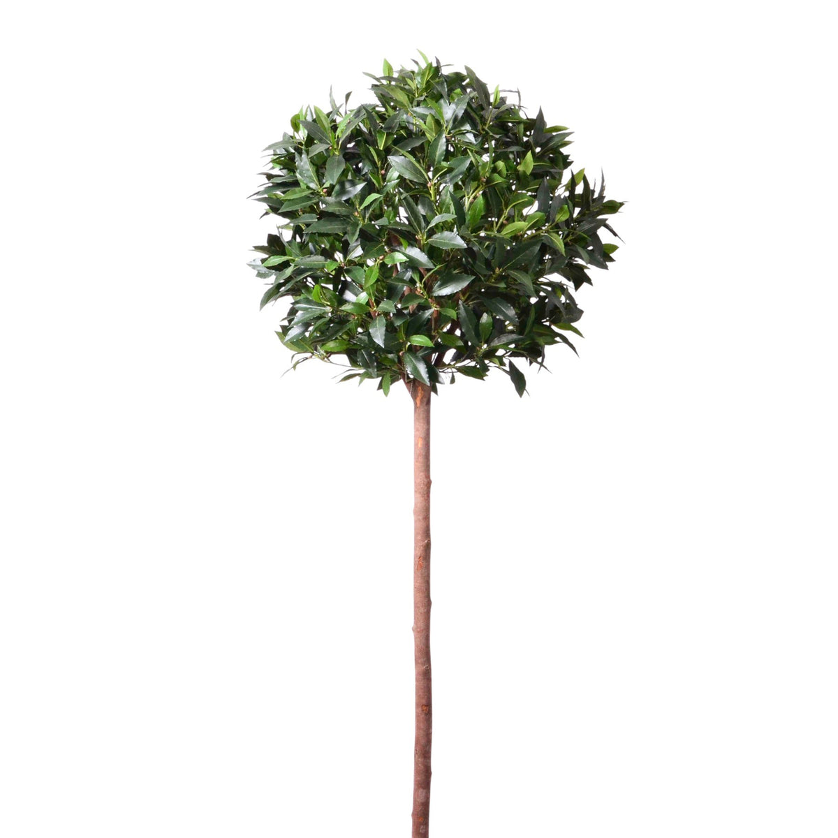 Discover the Green Bay Ball Potted Tree (5ft) at Bristow Direct