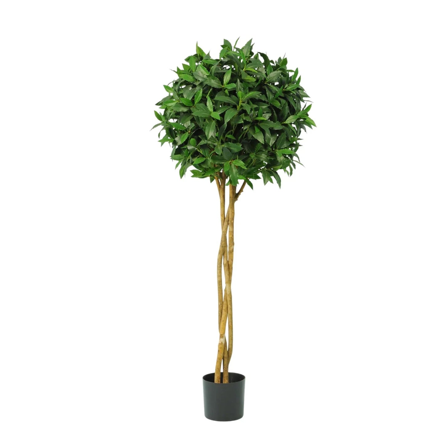 Discover the Green Laurel Ball Potted Tree (5ft) at Bristow Direct