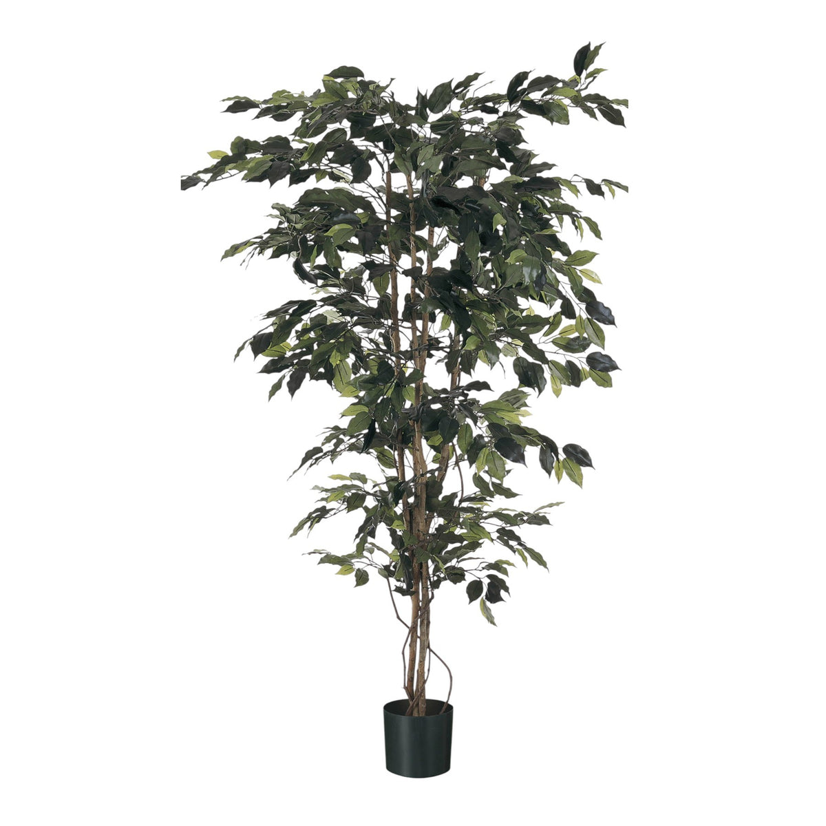 Discover the Green Fiscus Potted Tree (4ft) at Bristow Direct
