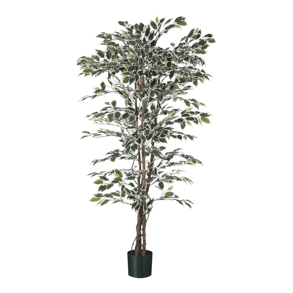 Discover the Green Variegated Ficus Potted Tree (4ft) at Bristow Direct
