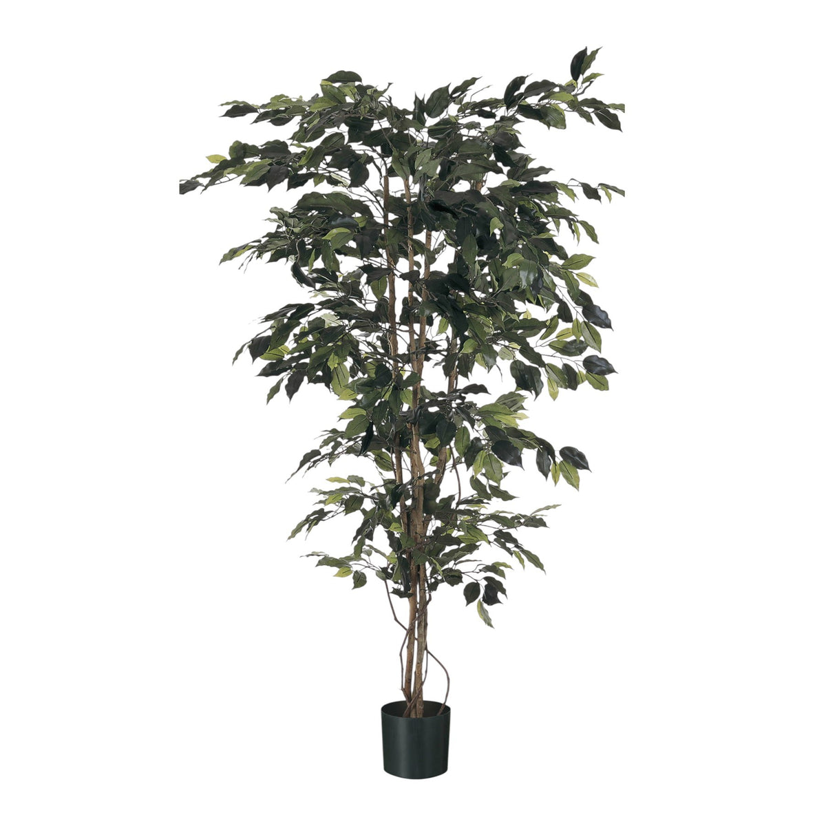 Discover the Green Fiscus Potted Tree (5ft) at Bristow Direct