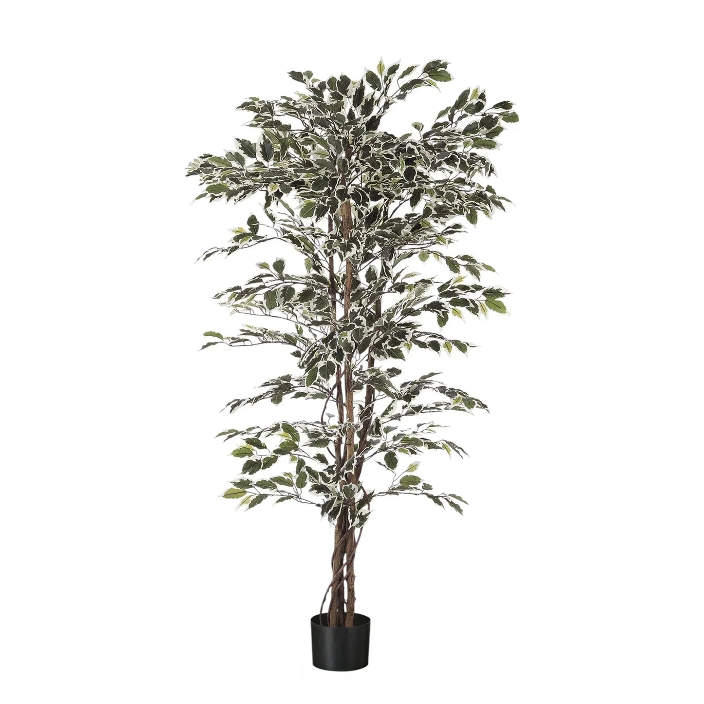 Discover the Green Variegated Fiscus Potted Tree (5ft) at Bristow Direct