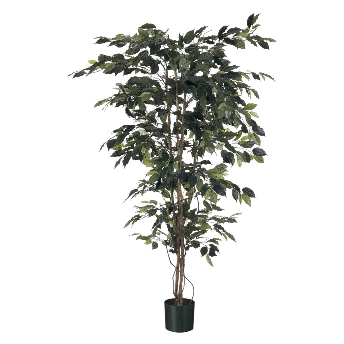 Discover the Green Fiscus Potted Tree (6ft) at Bristow Direct