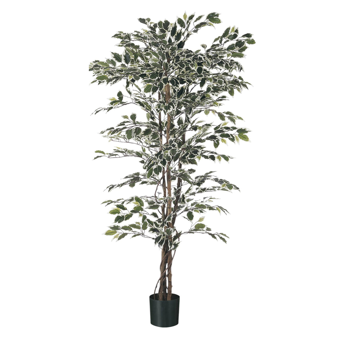 Discover the Green Variegated Fiscus Potted Tree (6ft) at Bristow Direct