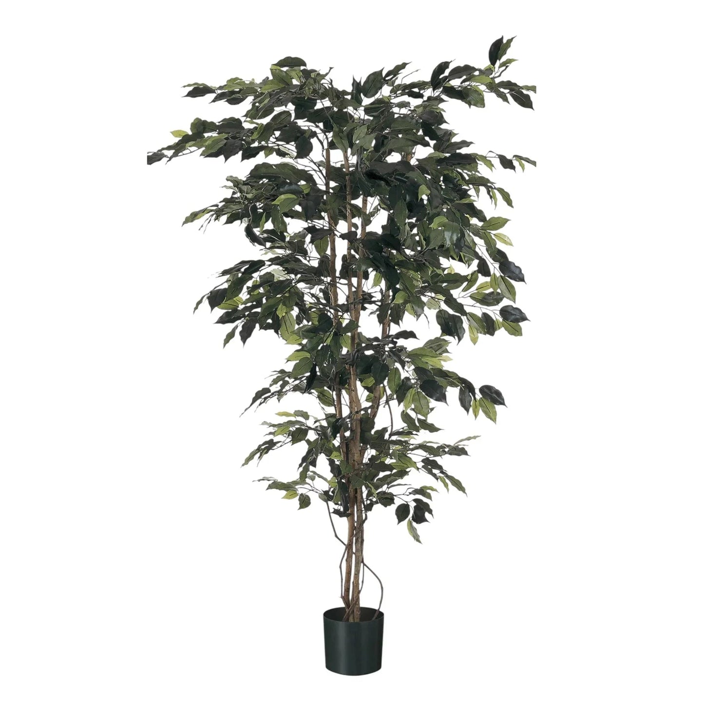 Discover the Green Fiscus Potted Tree (7ft) at Bristow Direct