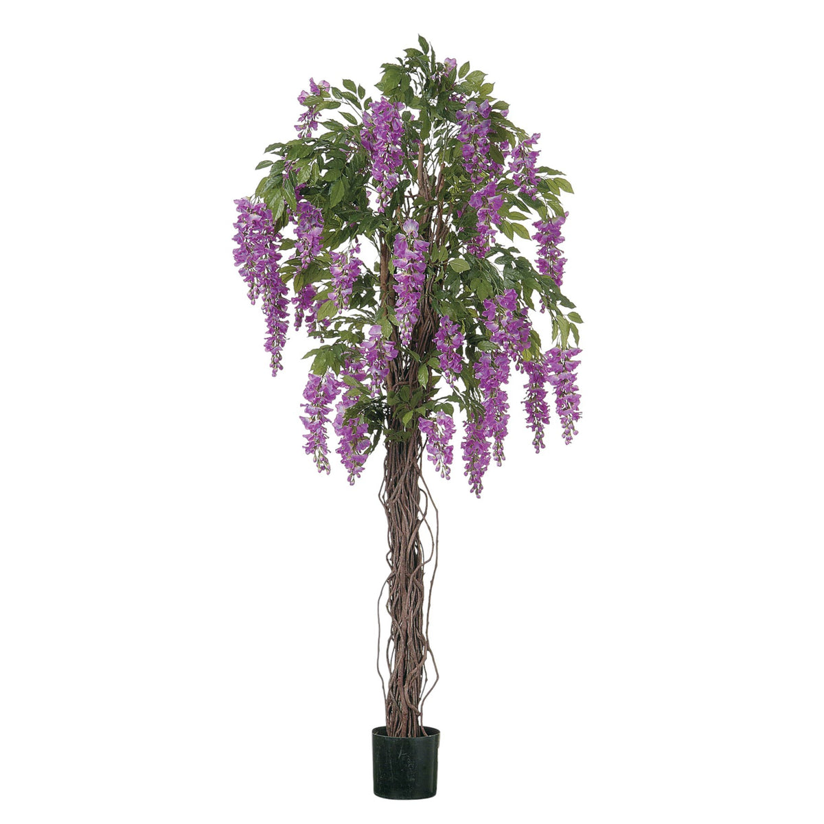 Discover the Purple Wisteria Potted Tree (4ft) at Bristow Direct