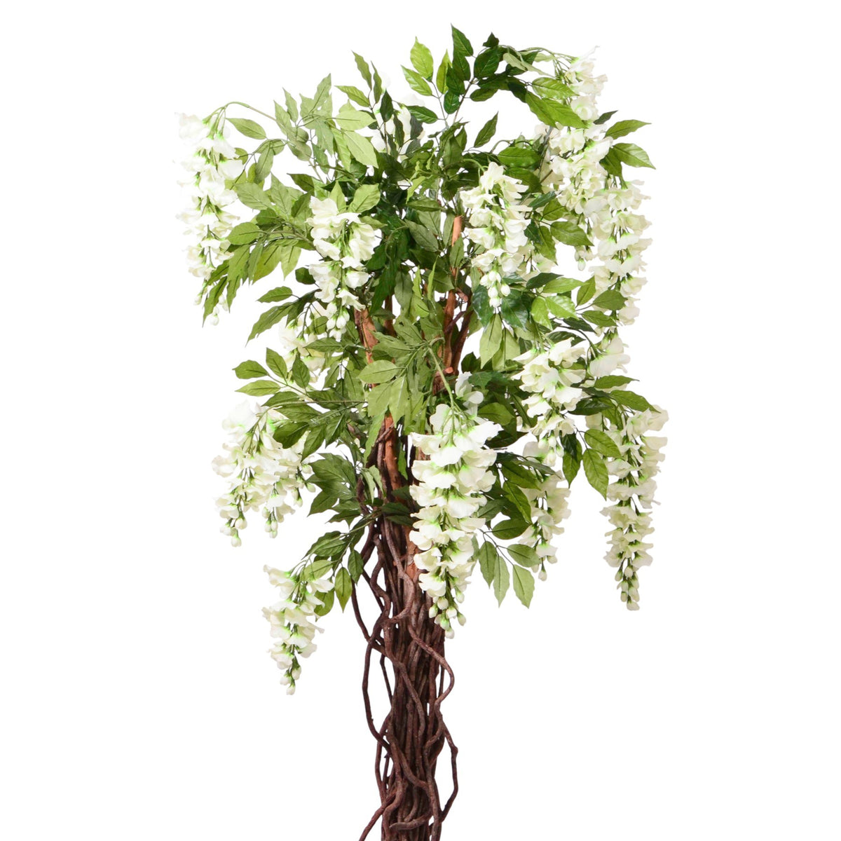 Discover the Cream Wisteria Potted Tree (4ft) at Bristow Direct