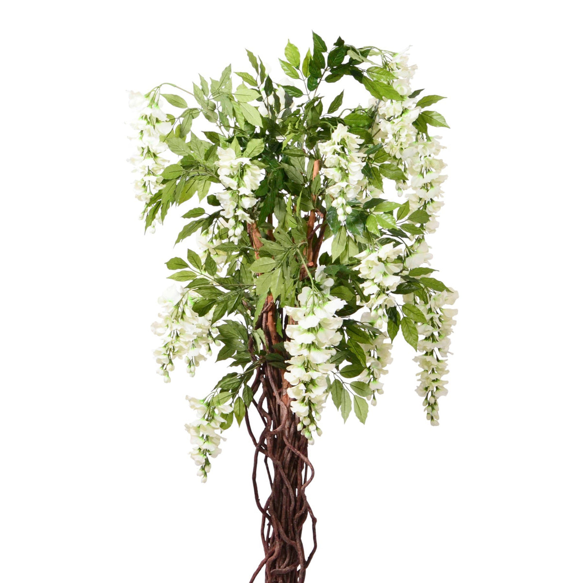 Discover the Cream Wisteria Potted Tree (5ft) at Bristow Direct
