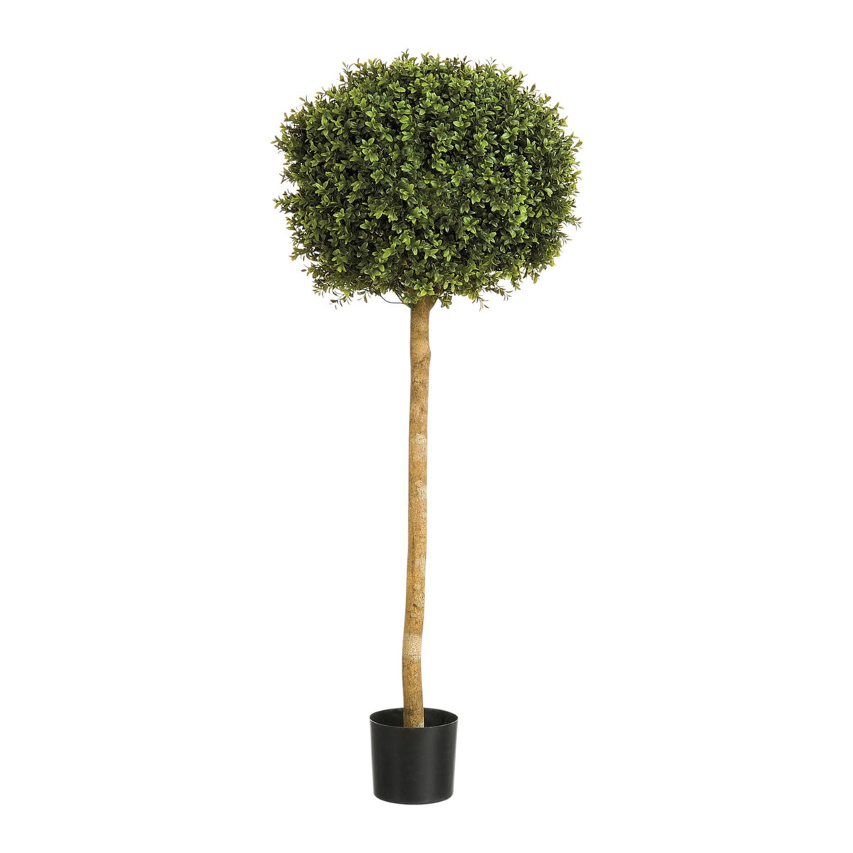 Discover the Green Boxwood Ball Potted Tree (4ft) at Bristow Direct