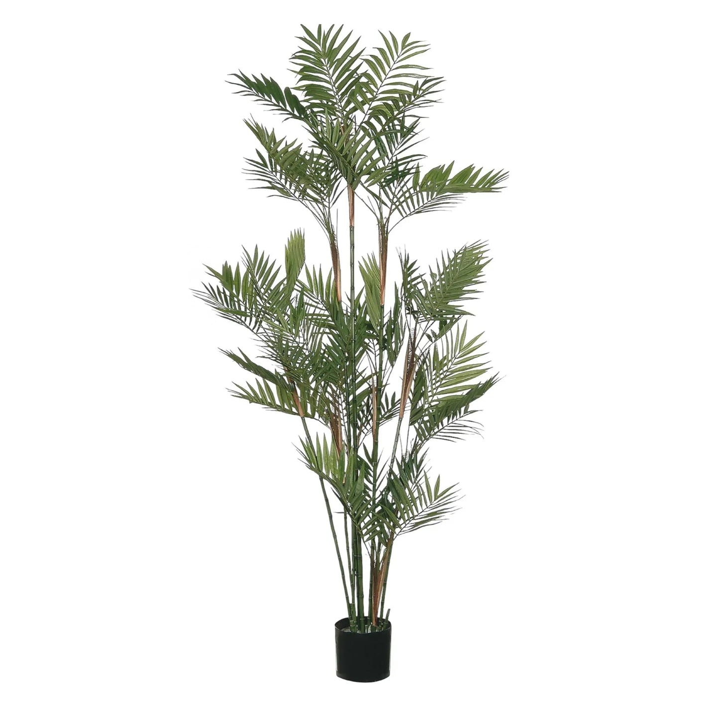 Discover the Green Parlour Potted Palm (5ft) at Bristow Direct