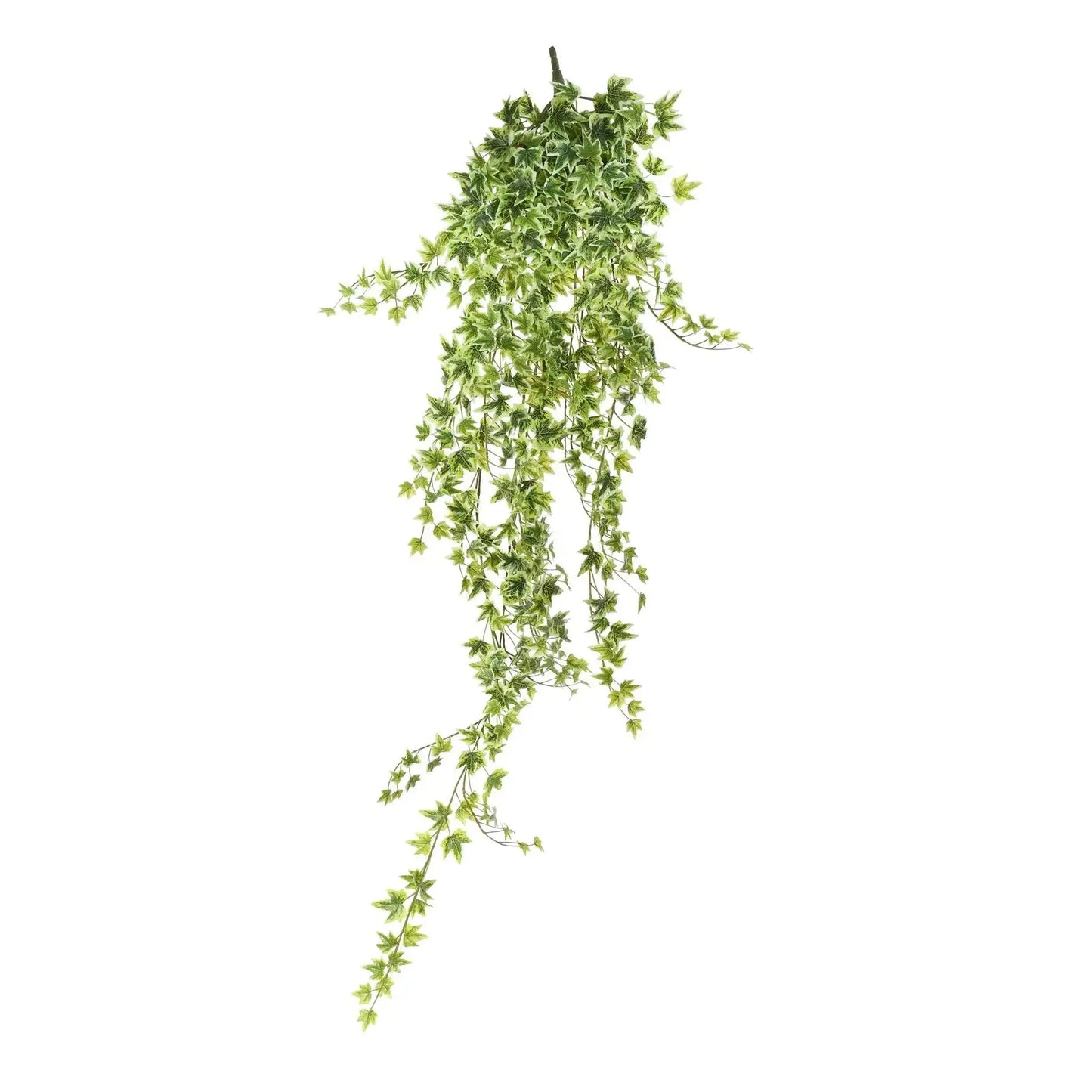 Green Variegated Ivy Hanger (120cm)