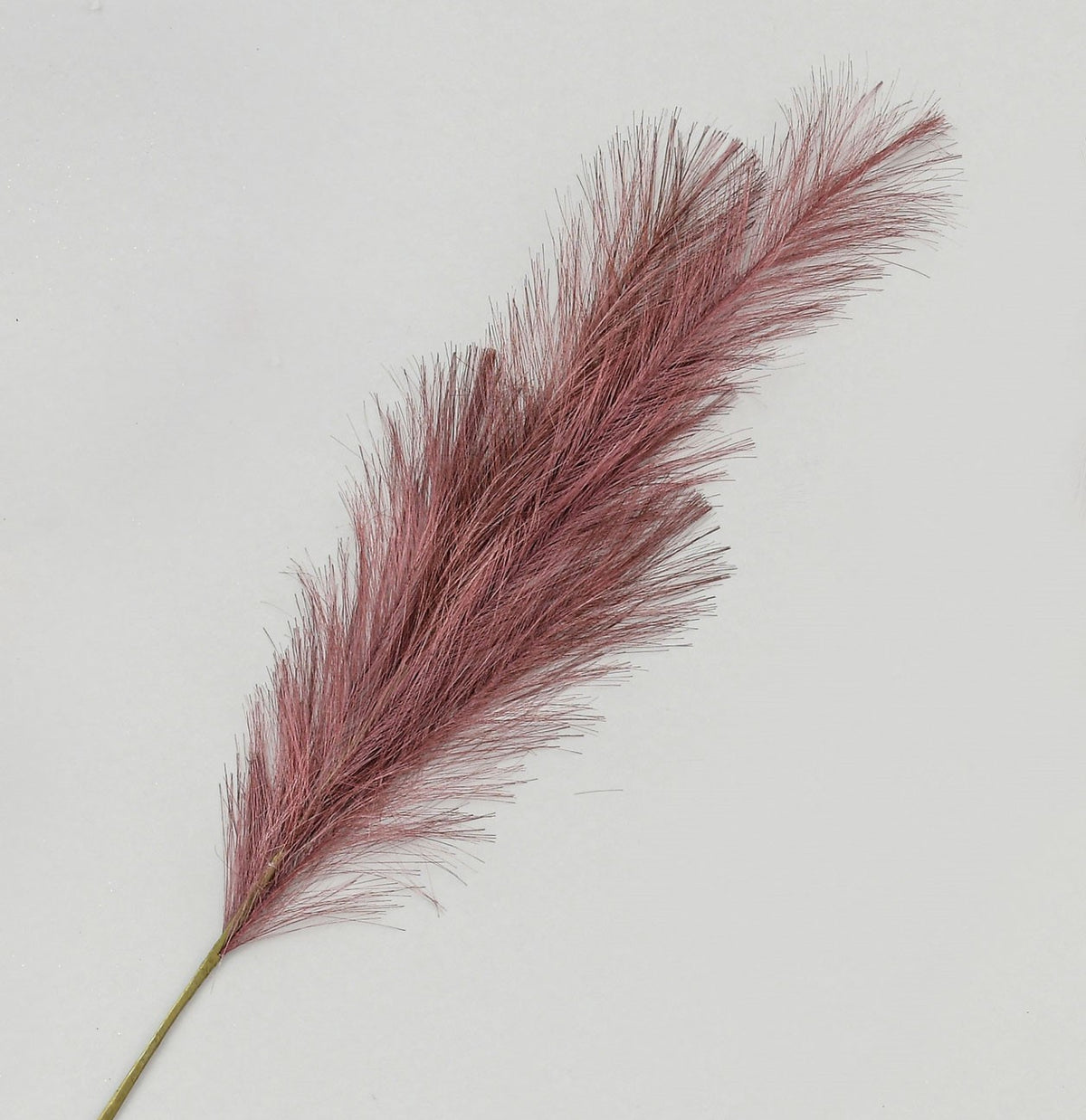 Discover the Burgundy Pampas Grass Spray (96cm) at Bristow Direct