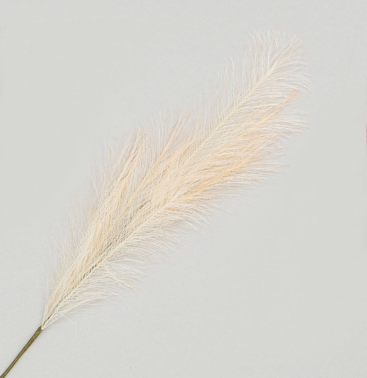 Discover the Pale Pink Reed Pampas Grass Spray (96cm) at Bristow Direct
