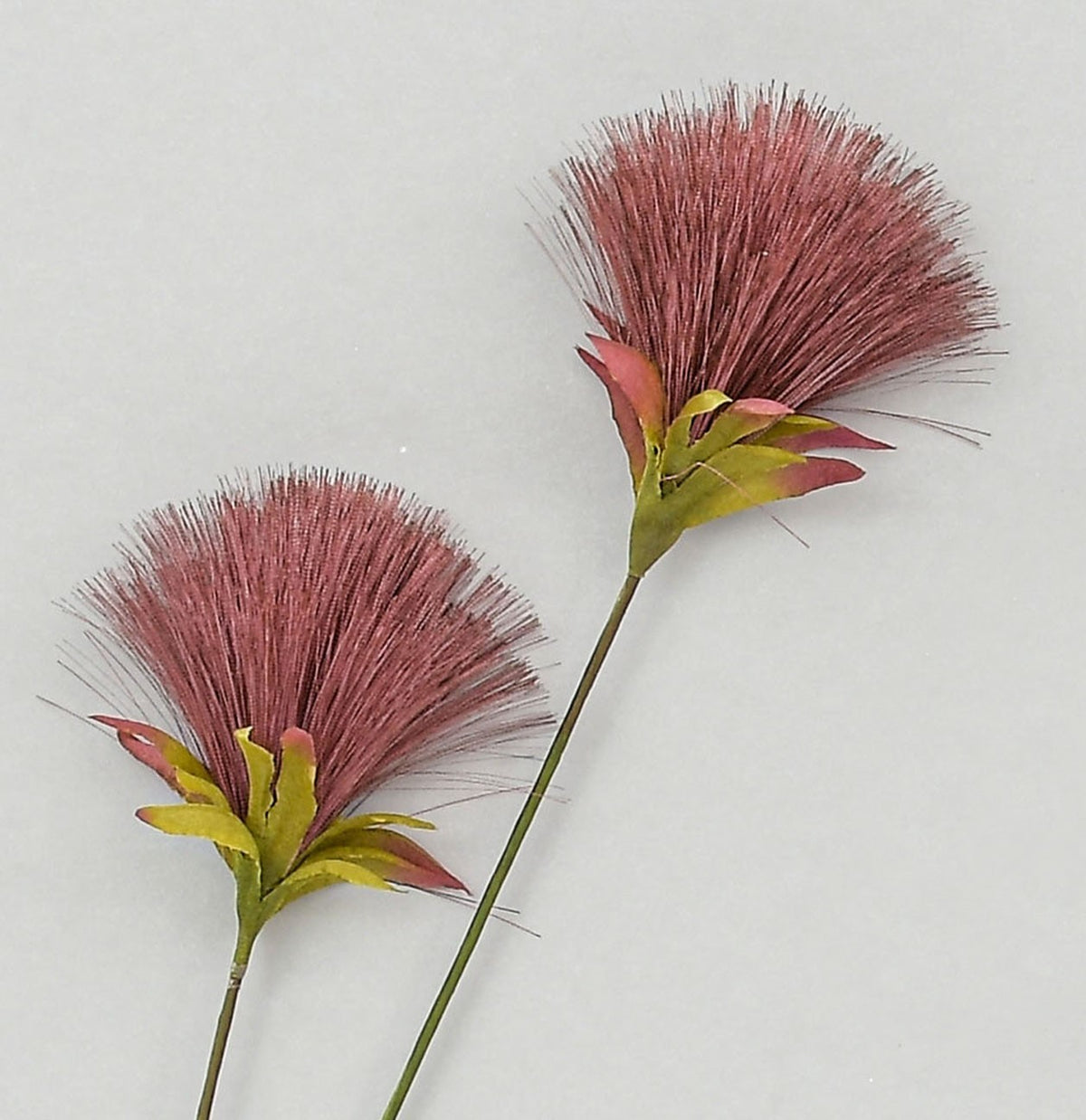 Discover the Burgundy Pom Pom Spray (72cm) at Bristow Direct