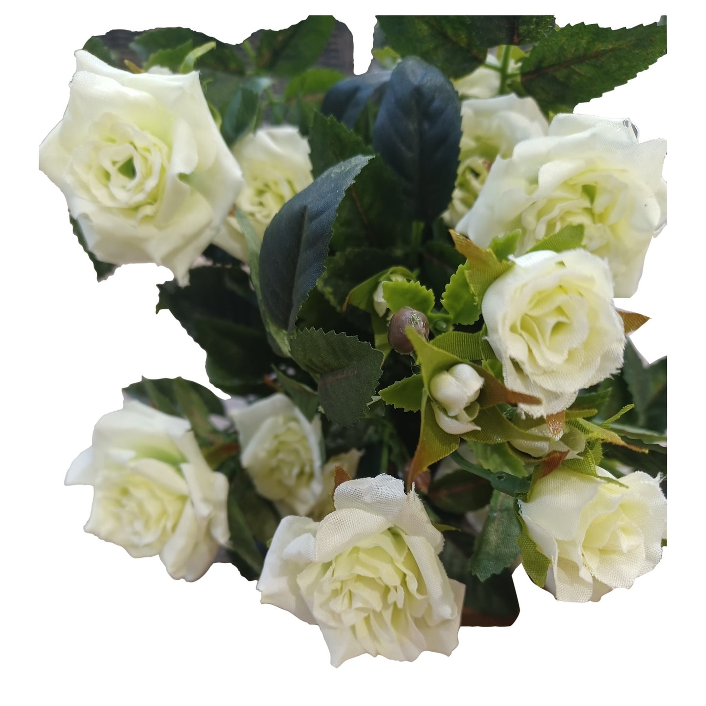 Cream Green Diamond Rose Bush