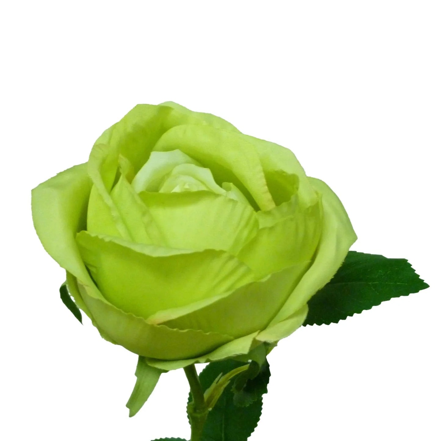 Discover the Lime Rose (63cm) at Bristow Direct