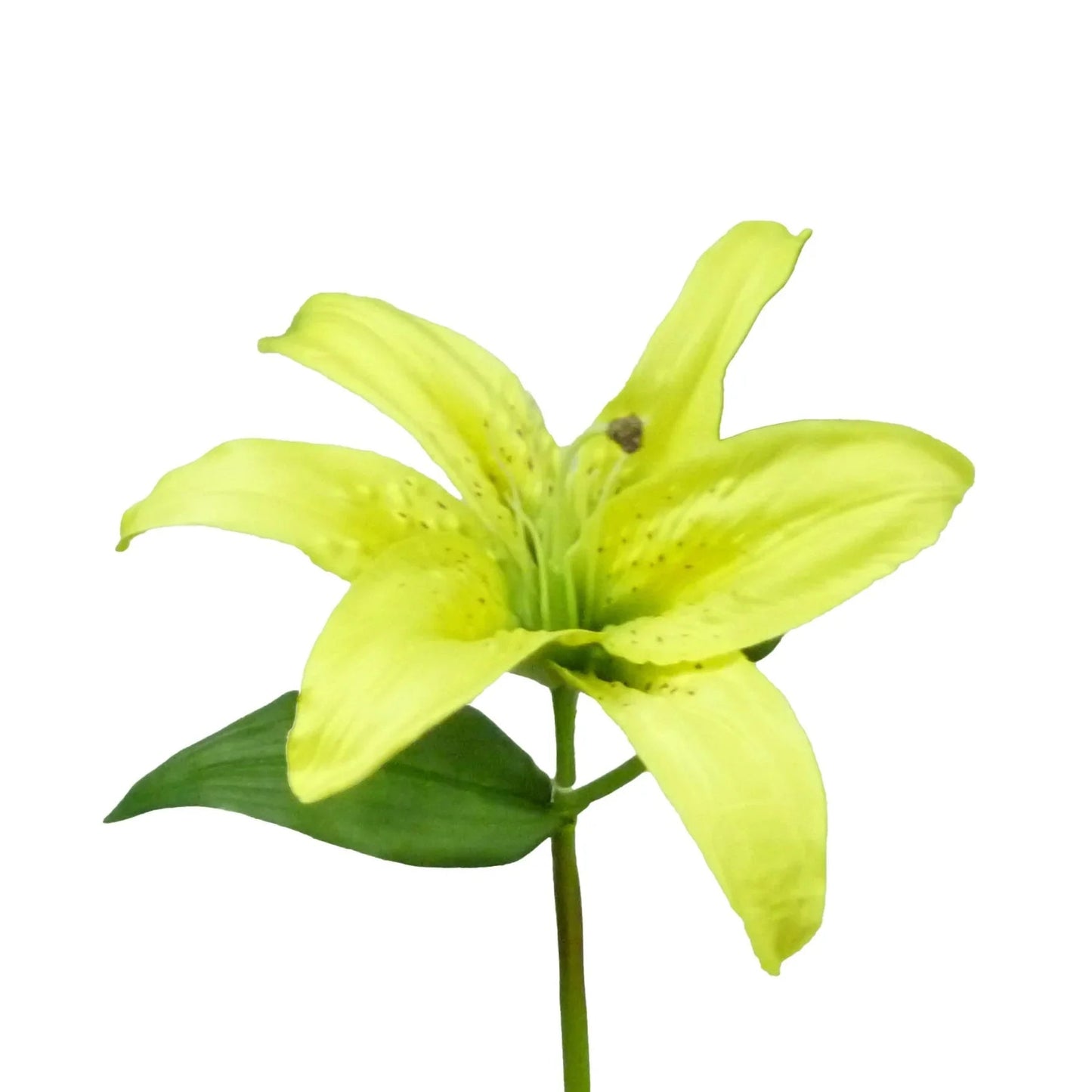 Discover the Yellow Casablanca Lily (38cm) at Bristow Direct