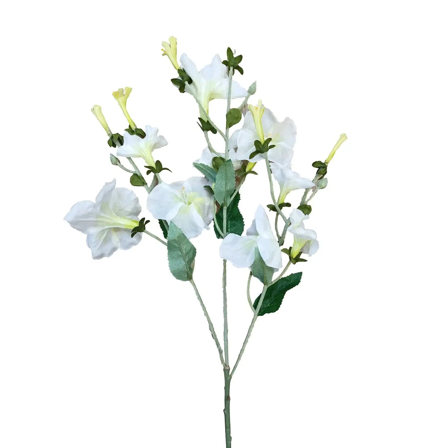 Cream Morning Glory Spray