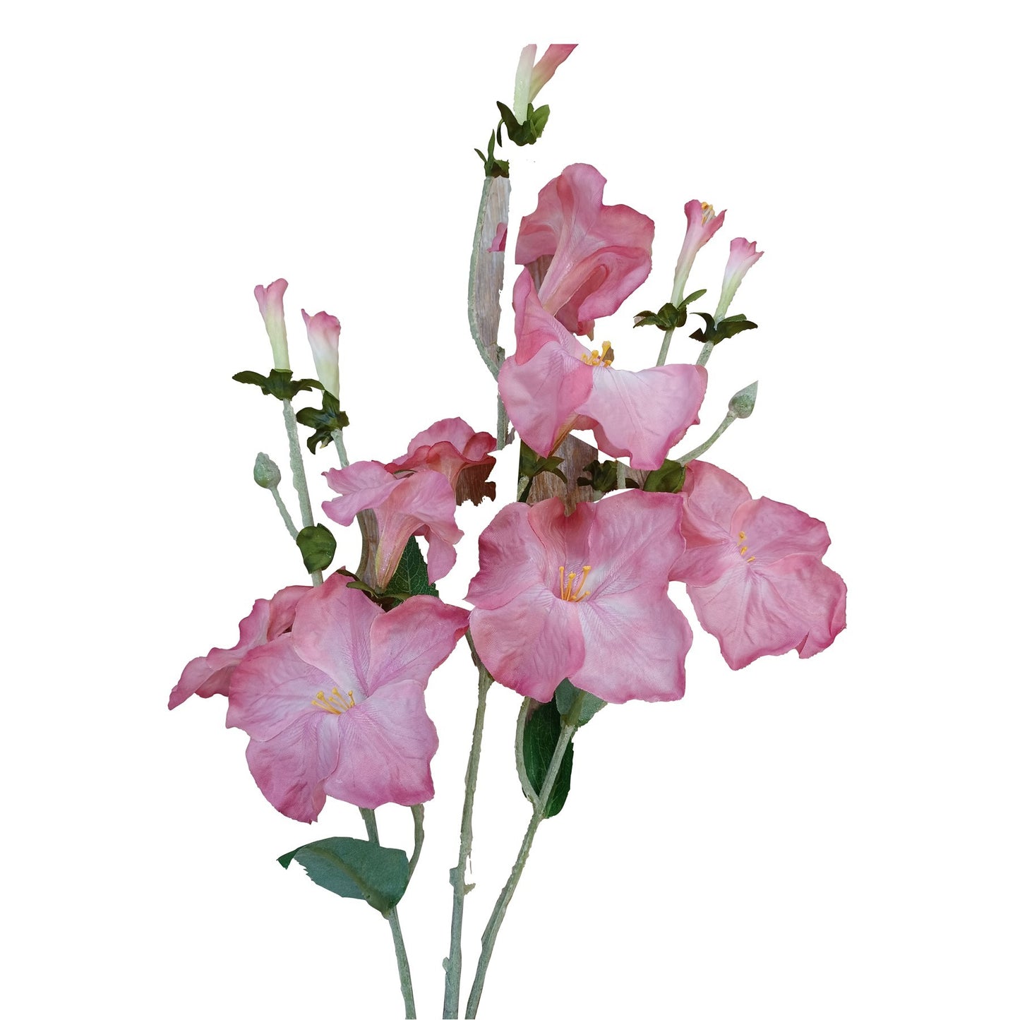 Pink Morning Glory Spray