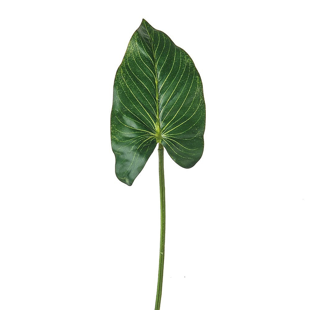 Discover the Green Leaf Anthurium (33cm) at Bristow Direct