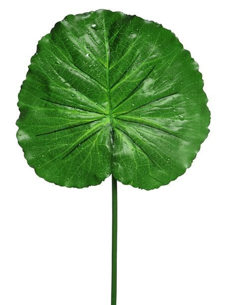 Discover the Green Raindrop Lotus Leaf (76 cm) at Bristow Direct