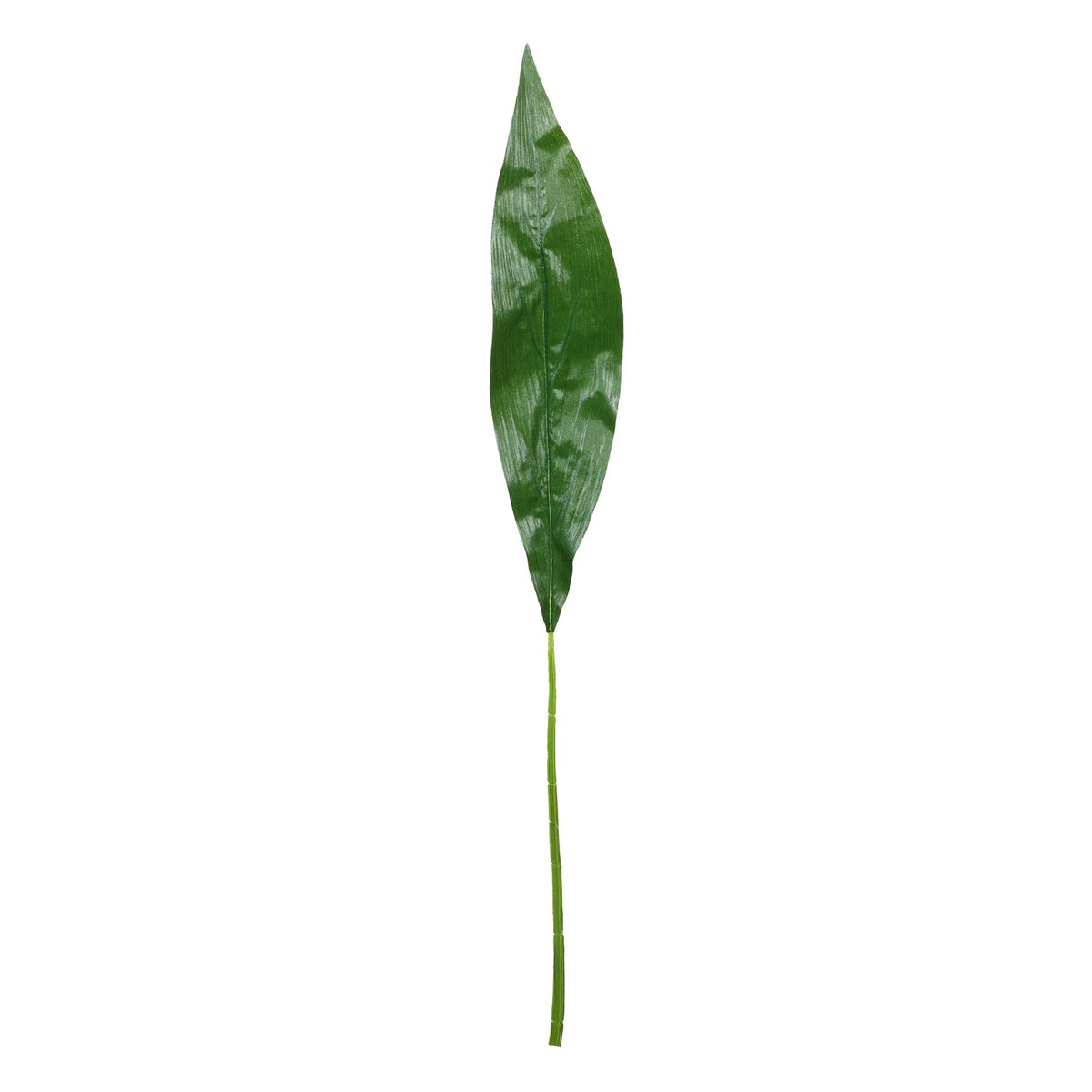 Discover the Aspidistra Leaf (93cm) at Bristow Direct