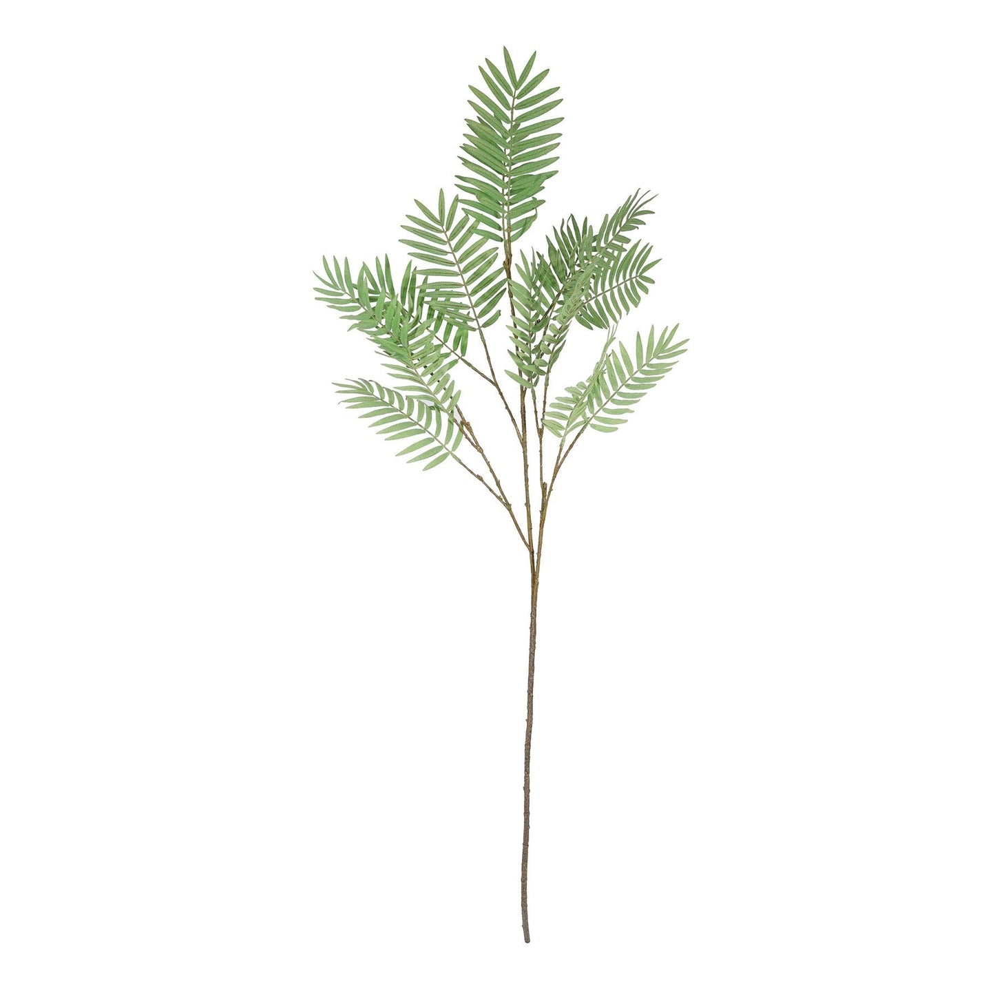 Discover the Chamaedorea Spray (160cm) at Bristow Direct