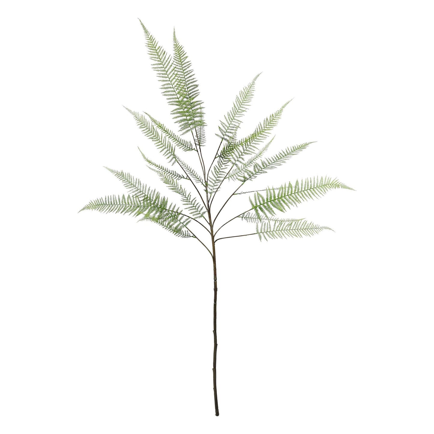 Discover the Green Fern Leaf (162cm) at Bristow Direct