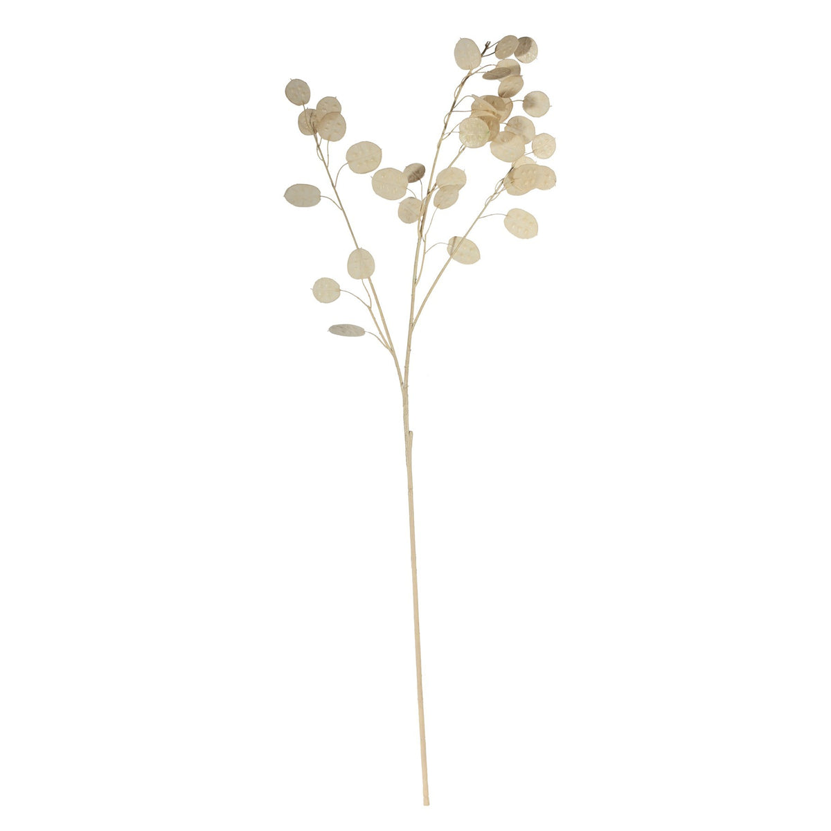 Discover the Silver Dollar (105cm) at Bristow Direct