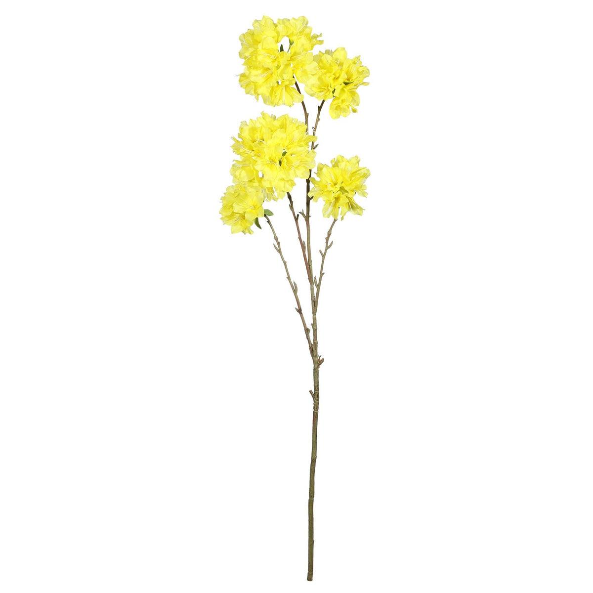 Discover the Tabebuia Trumpet Tree (115cm) at Bristow Direct