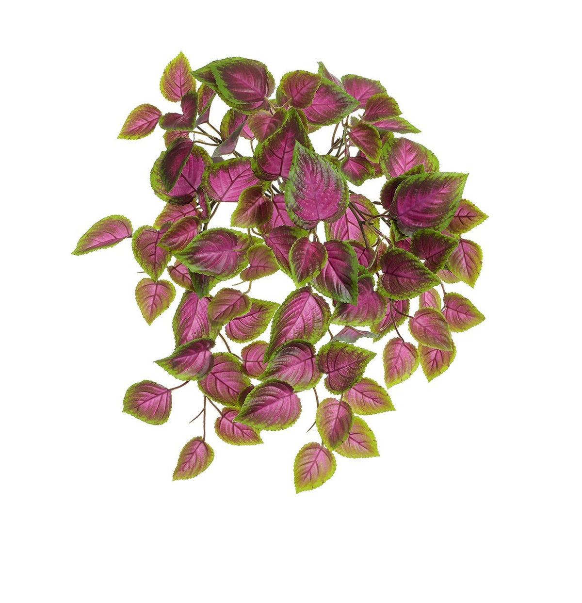 Discover the UV Pink Green Coleus Bush (54cm) at Bristow Direct