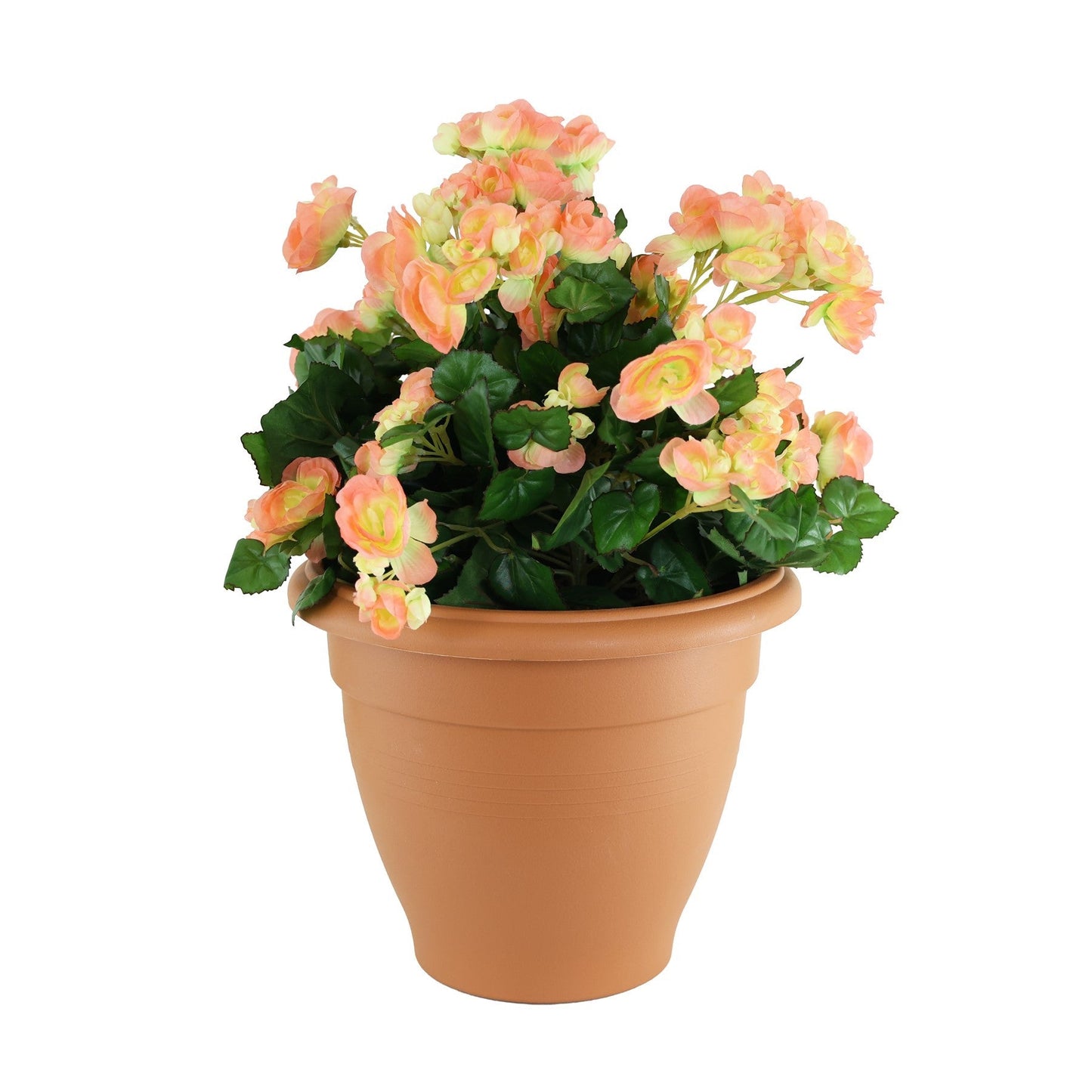 Discover the Peach Begonia Tub at Bristow Direct