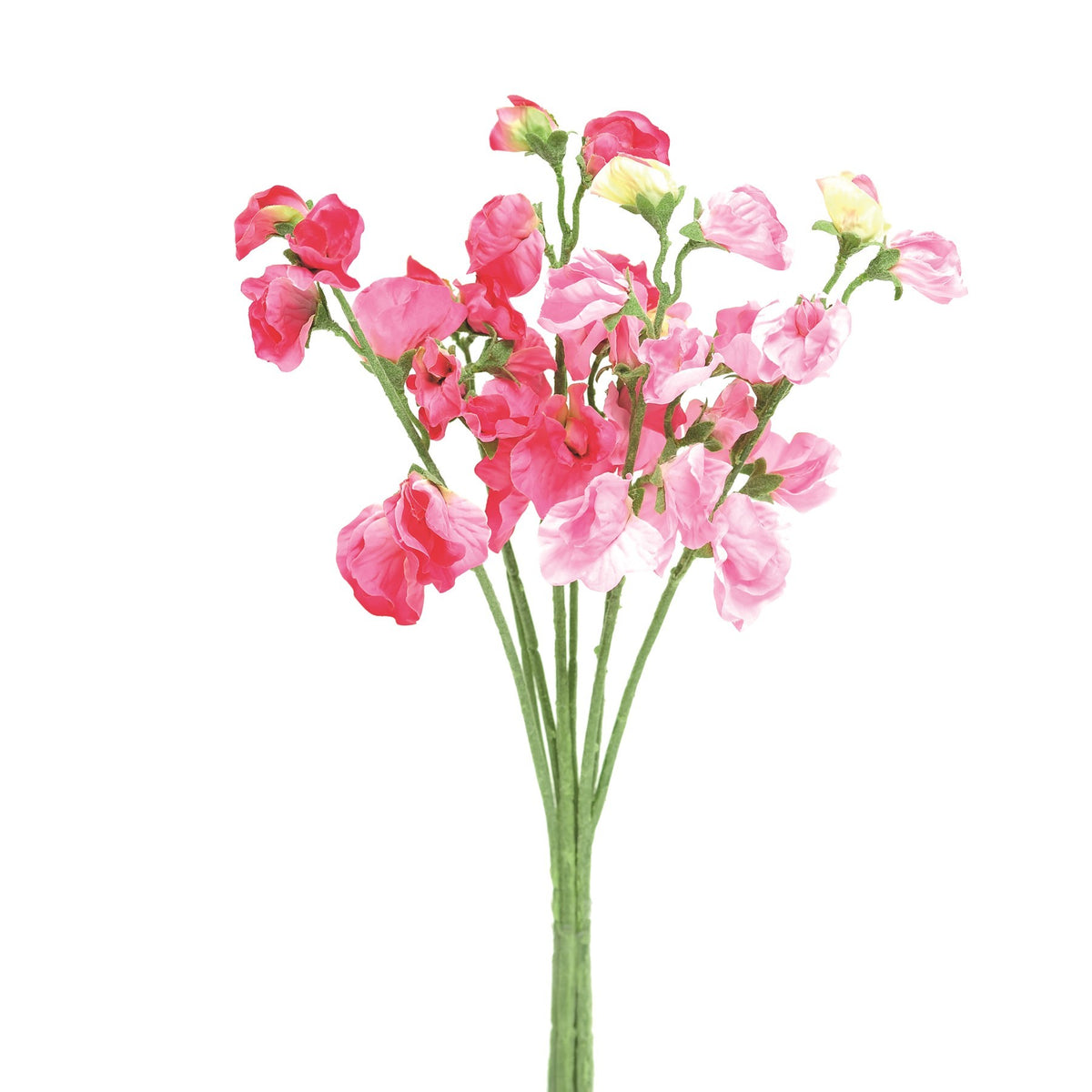 Discover the Pink Sweetpea Bunch at Bristow Direct
