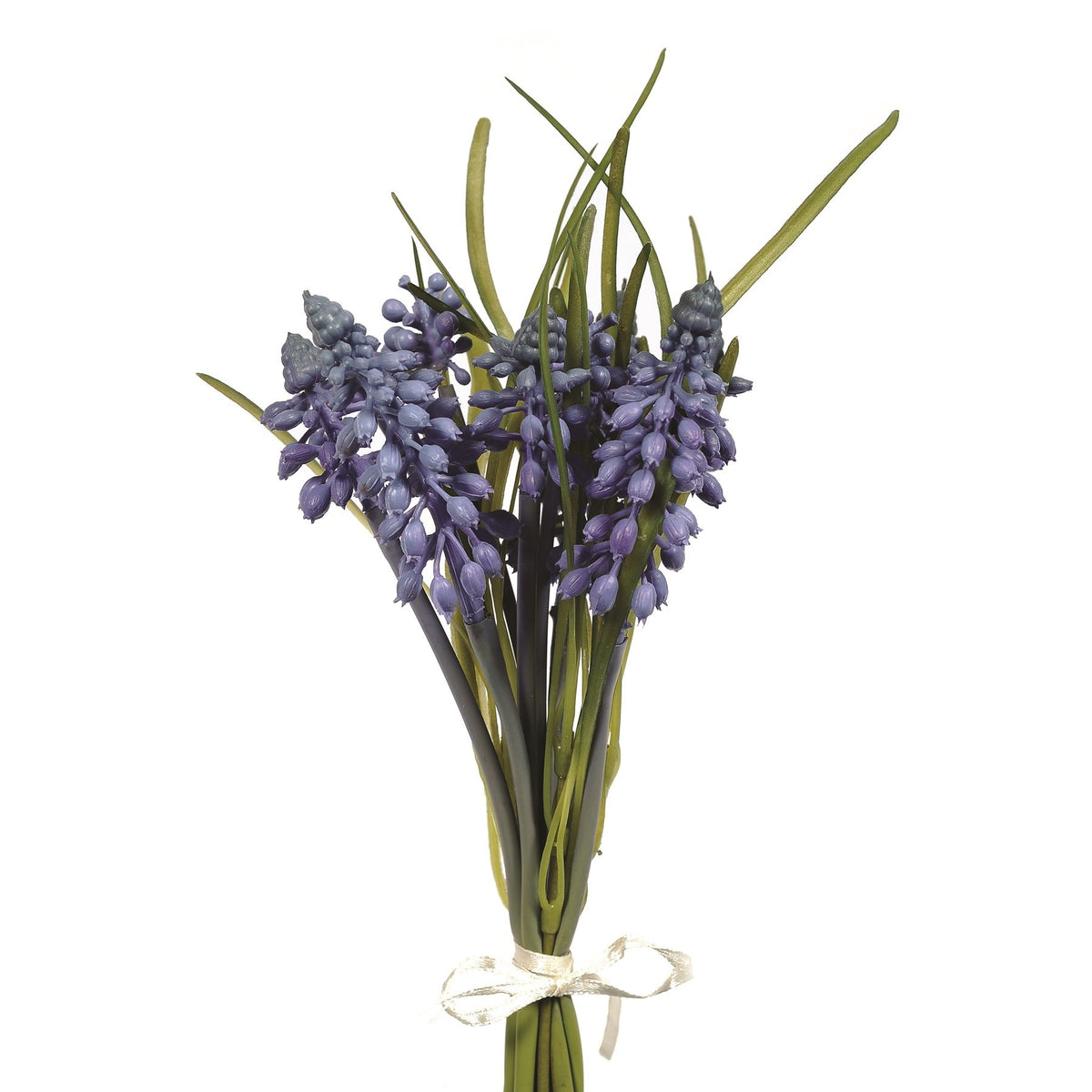 Discover the Blue Muscari Bundle (25cm) at Bristow Direct