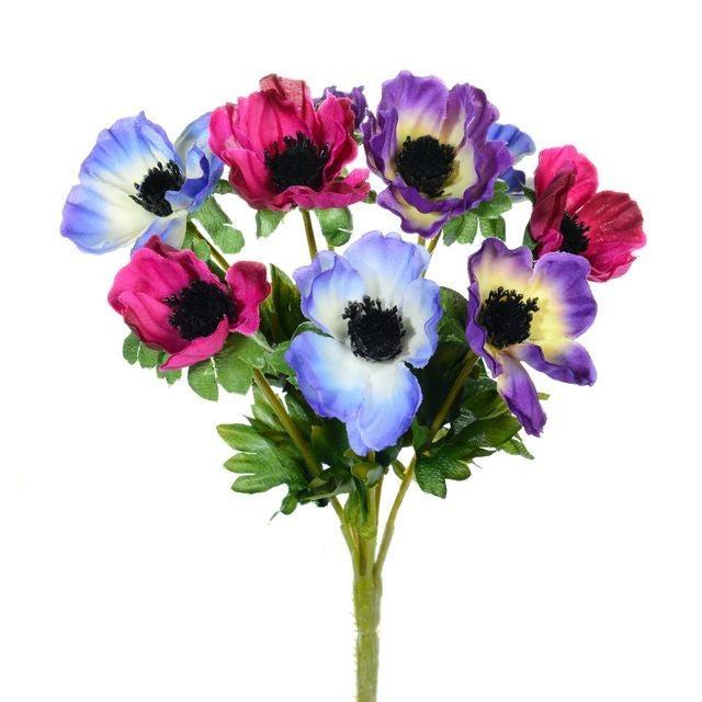 Discover the Multicoloured Anemone Bush at Bristow Direct
