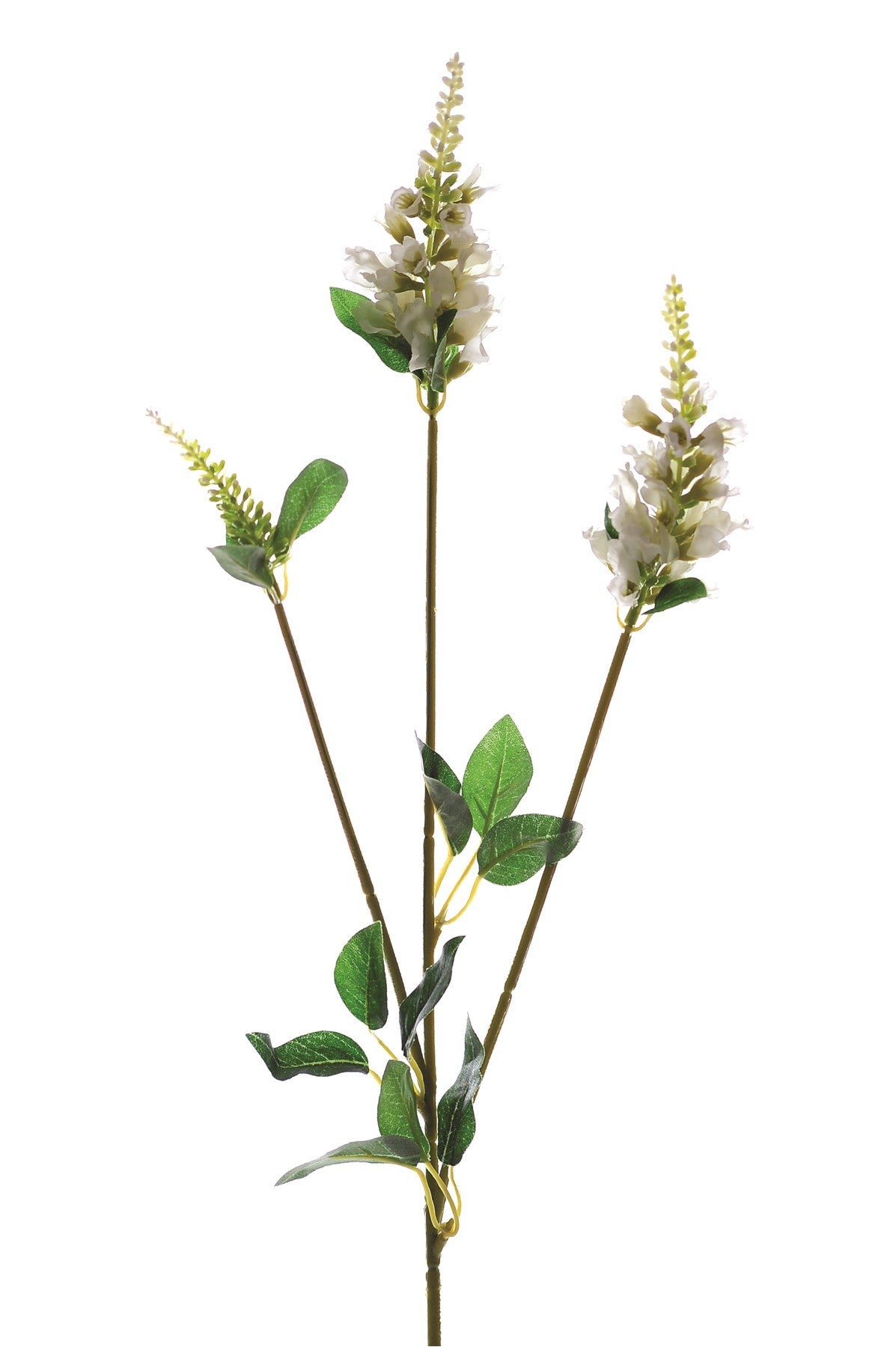 Cream Physostegia Spray