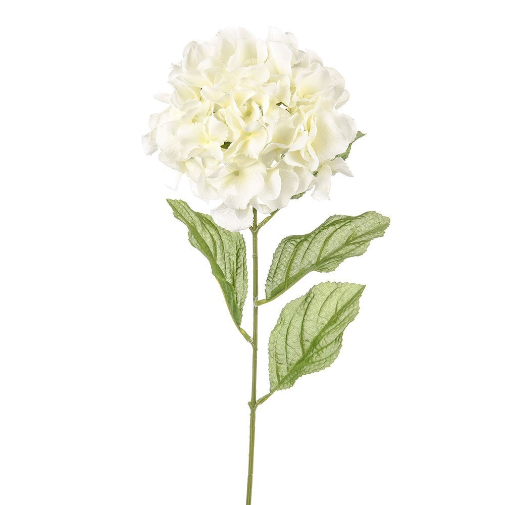 Ivory Dawn Hydrangea