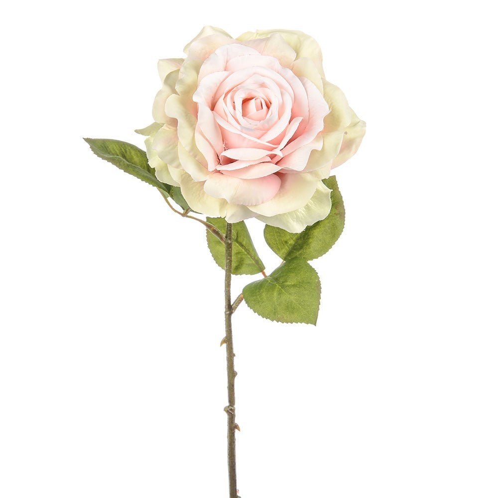 Pink Dawn Rose