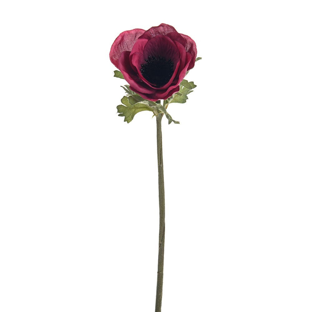 Discover the Burgundy Olivia Anemone Stem (38cm) at Bristow Direct