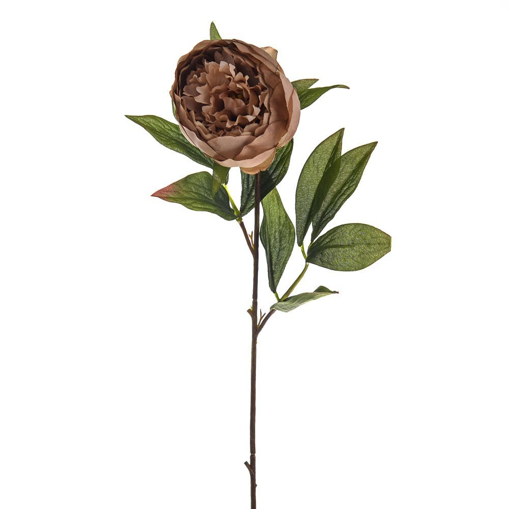 Caramel Amelia Peony Stem