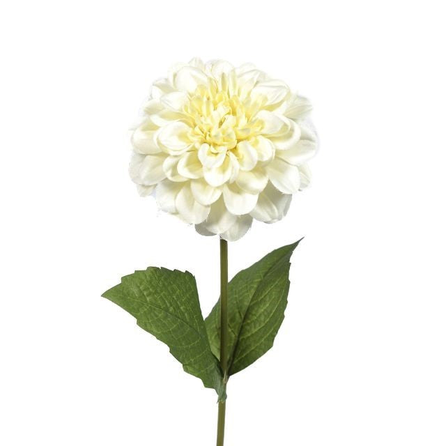Discover the Cream Zinnia (46cm) at Bristow Direct
