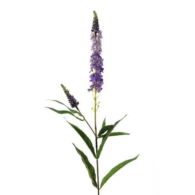 Amelia Veronica Lavender