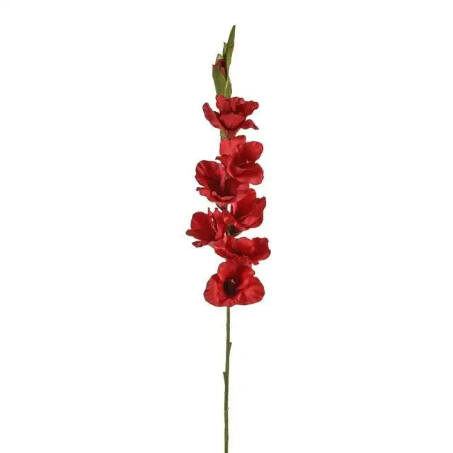 Red Gladiola