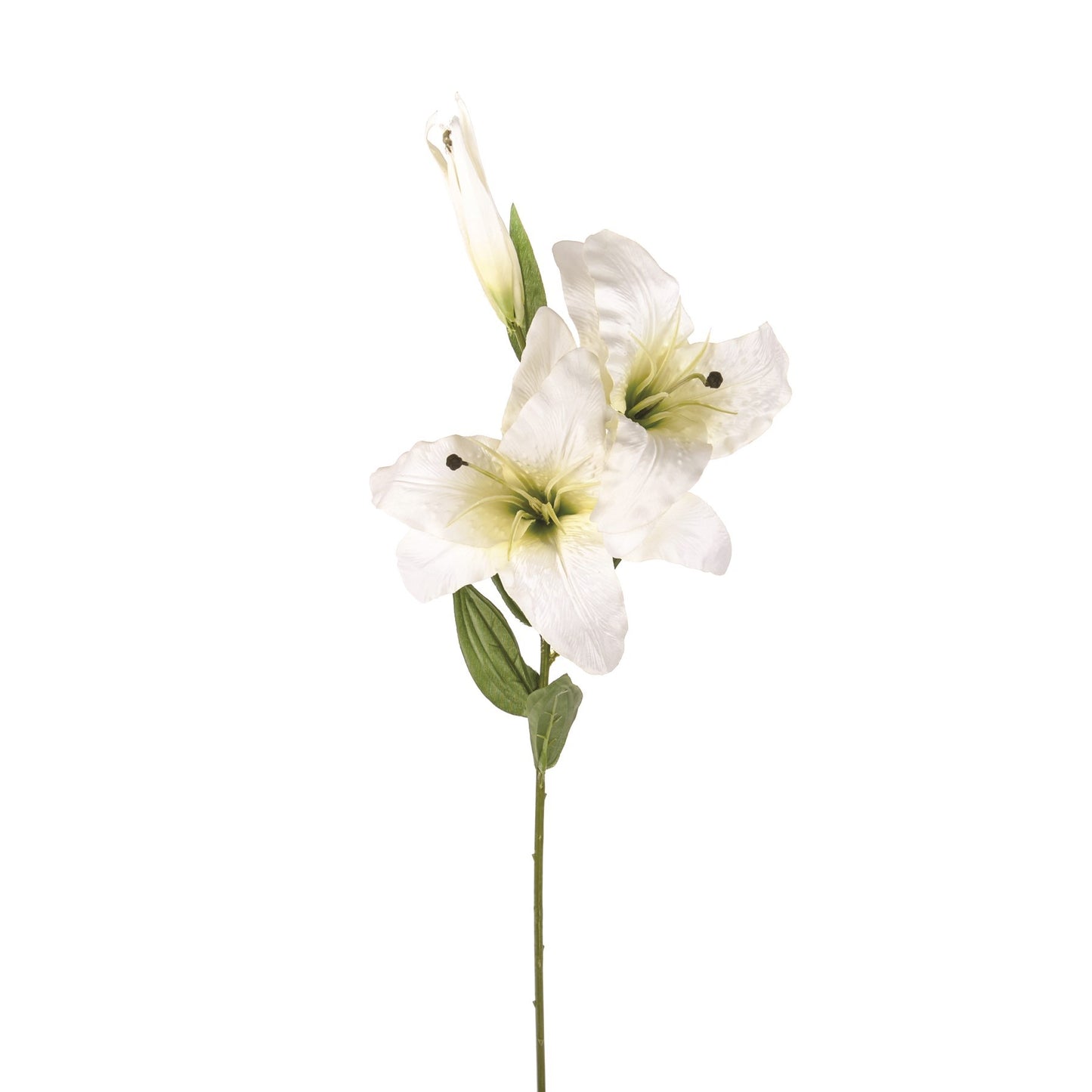 Cream Cameo Casablanca Lily