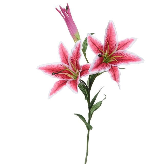 Pink Cameo Casa Stargazer Lily
