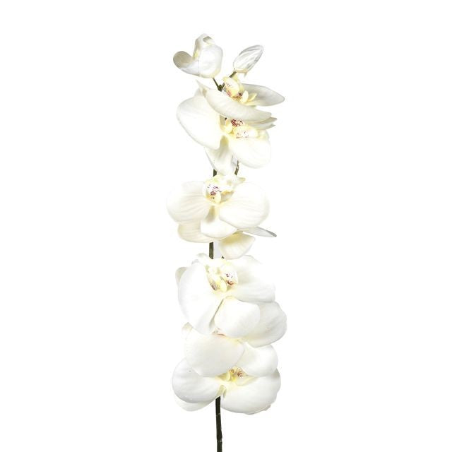 Discover the Cream Eternity Orchid at Bristow Direct