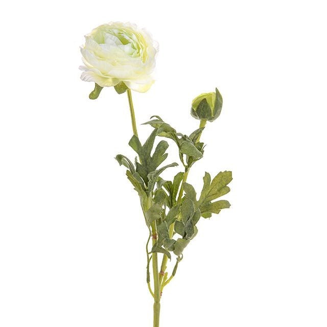 Cream Ranunculus (38cm)